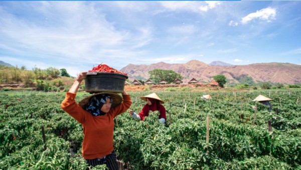 Petani Cabe-1632231088