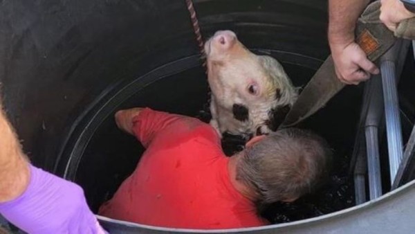 Anak Sapi-1634626000