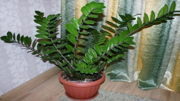 Tanaman Dolar (net)-1634185635