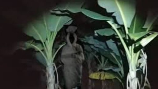 Ilustrasi pohon pisang dihuni pocong. (net)-1635815862