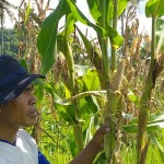 Hama tikus serang lahan petani-1645065764