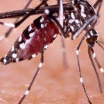 Ilustrasi nyamuk DBD-1644924422