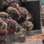 Buah sawit diangkut ke pelabuhan untuk diekspor-1651223279