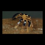 Robot berbentuk kepiting berukuran super mini-1654073406