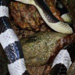 Ular-1671201735