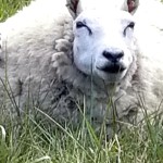 Domba/ist-1695965579