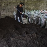 Perusahaan Jepang sulap kotoran sapi jadi bahan bakar roket-1695107837