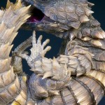 Armadillo Lizard-1702630481