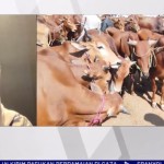 Hewan Kurban-1717750154