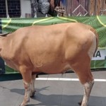 Idul Adha-1718442021