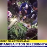 ular piton-1743905209