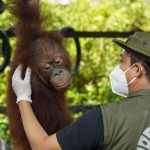 Menhut Raja Juli Antoni-1767084132