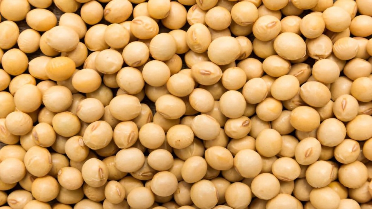 ilustrasi. Kedelai. (Foto: Istimewa)