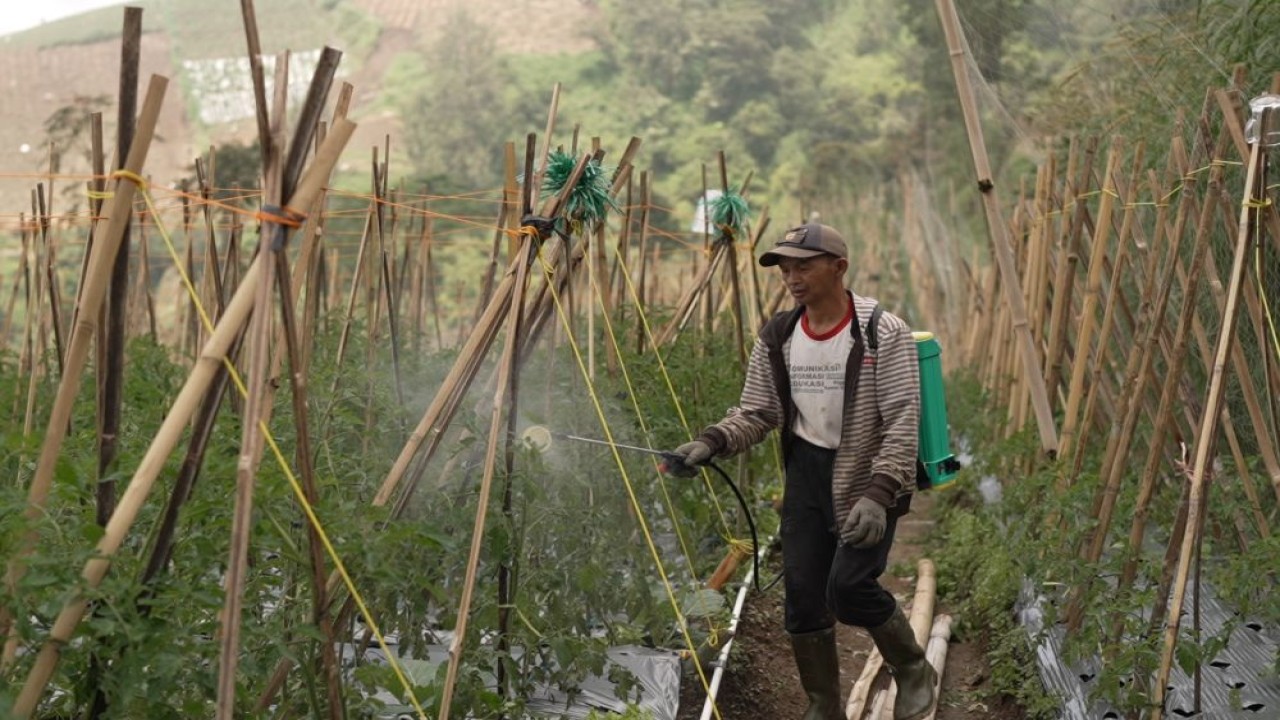 Petani sayuran bersyukur program MBG dongkrak pendapatan. (Foto: Dok/Istimewa/Bakom RI)