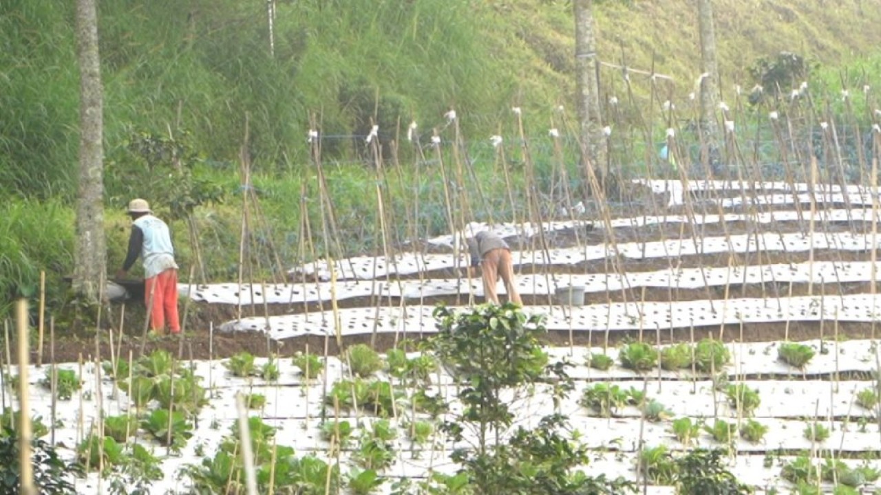 Petani sayur di Boyolali tersenyum berkat MBG. (Foto: Dok/Istimewa/Bakom RI)