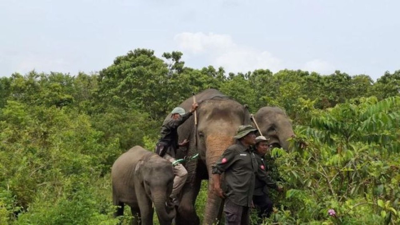 Ilustrasi. Gajah jinak yang ada di Pusat Pelatihan Gajah Taman Nasional Way Kambas. (Foto: Antara)